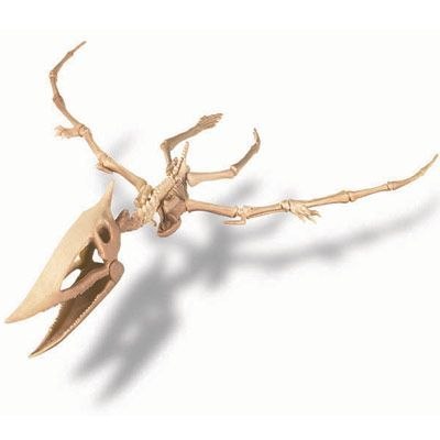 Wykopaliska - Pterozaur Wykopaliska - Pterozaur