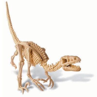 Wykopaliska - Velociraptor Wykopaliska - Velociraptor