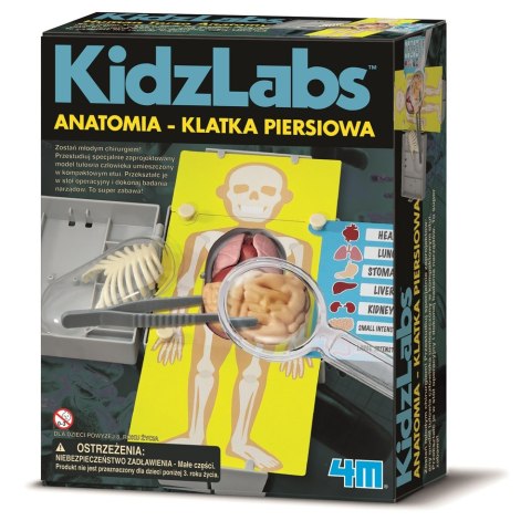 Anatomia - Klatka piersiowa Anatomia - Klatka piersiowa